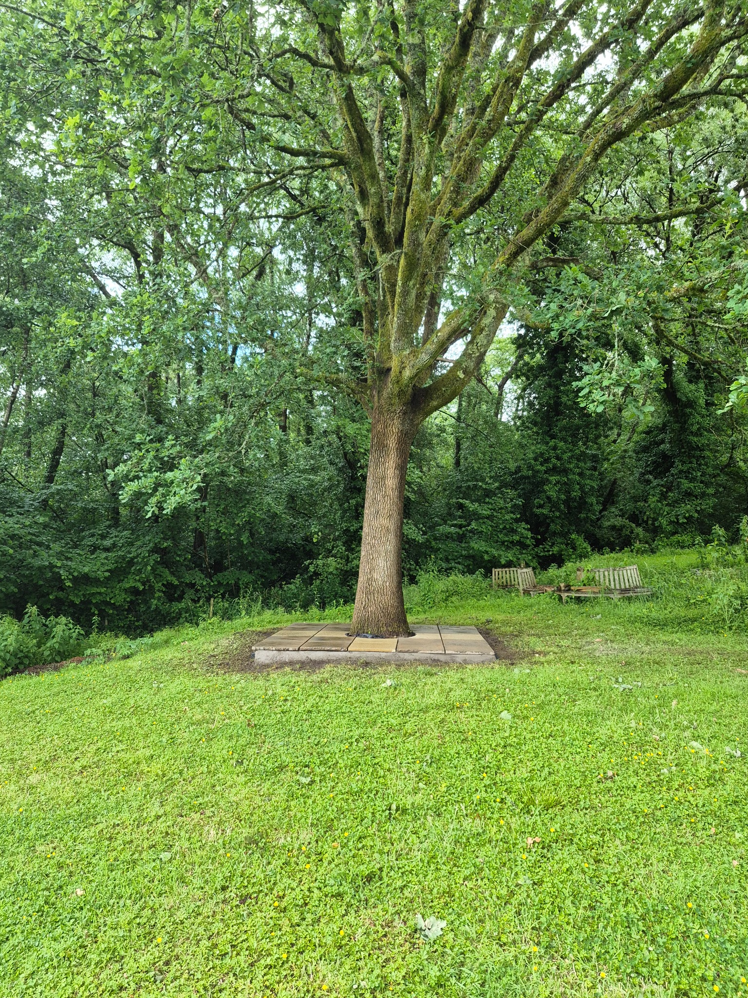 Paved patio area around a mature oak tree