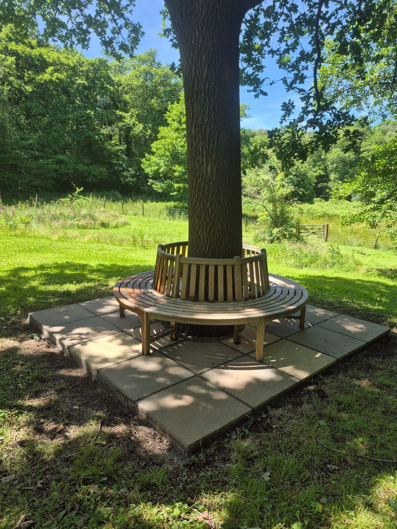 Finished paved seating area around the oak tree